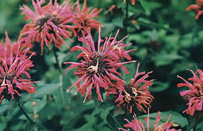Bergamot, also known as bee balm or Oswego tea, has fuzzy red or pink flowers. It combines well with most other herbs.